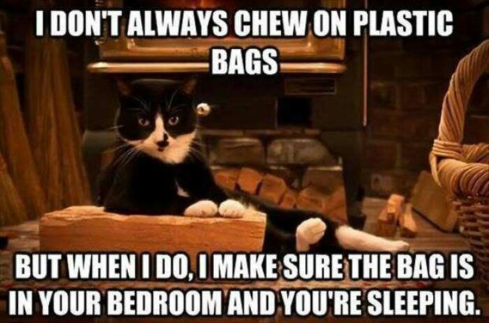 67 Old-School Memes To Remind You What The Internet Is For – Cats 67 Old-School Memes To Remind You What The Internet Is For – Cats
