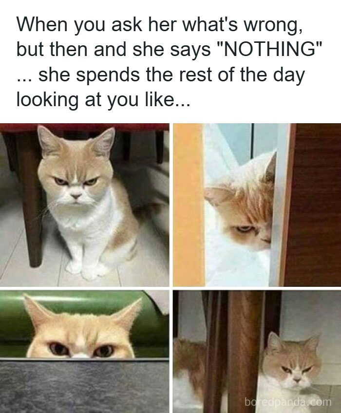 67 Old-School Memes To Remind You What The Internet Is For – Cats 67 Old-School Memes To Remind You What The Internet Is For – Cats