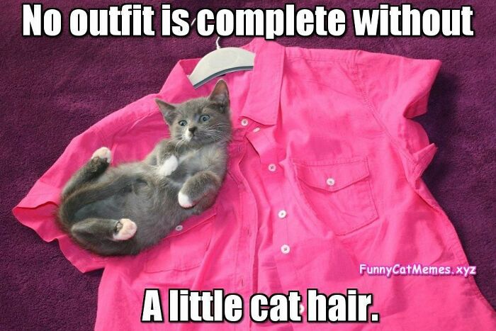 67 Old-School Memes To Remind You What The Internet Is For – Cats 67 Old-School Memes To Remind You What The Internet Is For – Cats