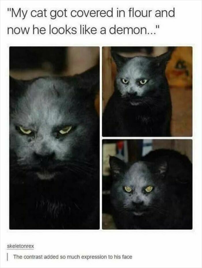 67 Old-School Memes To Remind You What The Internet Is For – Cats 67 Old-School Memes To Remind You What The Internet Is For – Cats