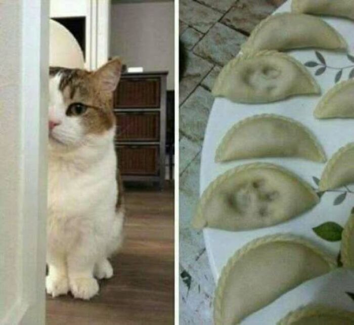 67 Old-School Memes To Remind You What The Internet Is For – Cats 67 Old-School Memes To Remind You What The Internet Is For – Cats
