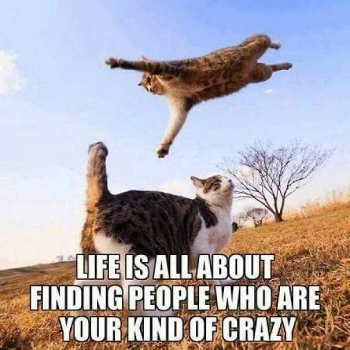 67 Old-School Memes To Remind You What The Internet Is For – Cats 67 Old-School Memes To Remind You What The Internet Is For – Cats