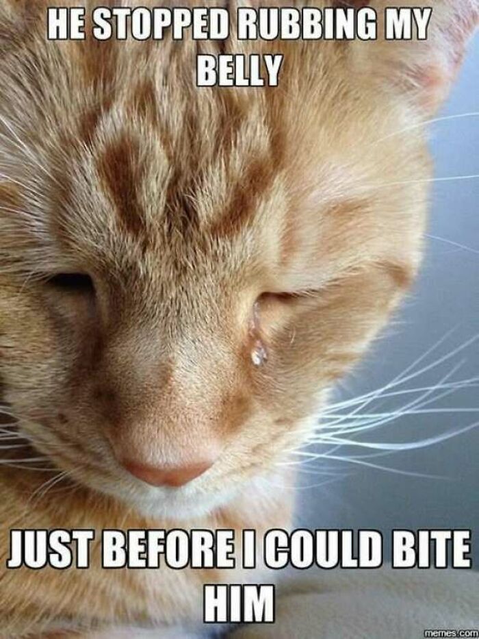 67 Old-School Memes To Remind You What The Internet Is For – Cats 67 Old-School Memes To Remind You What The Internet Is For – Cats