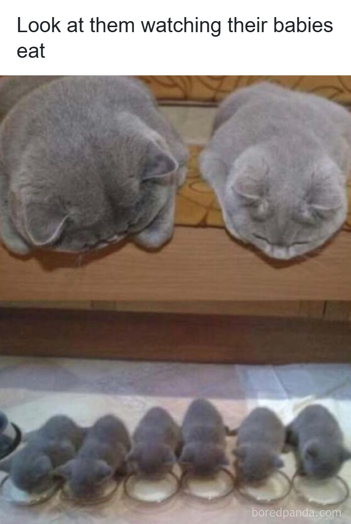 67 Old-School Memes To Remind You What The Internet Is For – Cats 67 Old-School Memes To Remind You What The Internet Is For – Cats