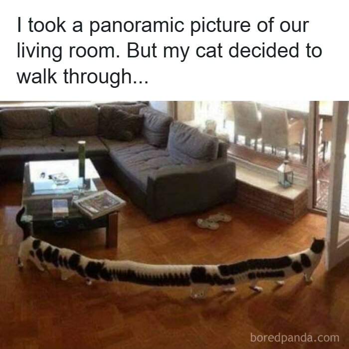 67 Old-School Memes To Remind You What The Internet Is For – Cats 67 Old-School Memes To Remind You What The Internet Is For – Cats