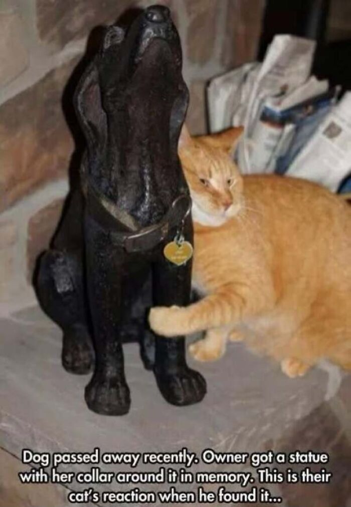67 Old-School Memes To Remind You What The Internet Is For – Cats 67 Old-School Memes To Remind You What The Internet Is For – Cats