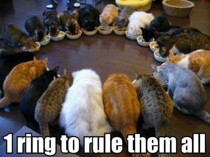 67 Old-School Memes To Remind You What The Internet Is For – Cats 67 Old-School Memes To Remind You What The Internet Is For – Cats