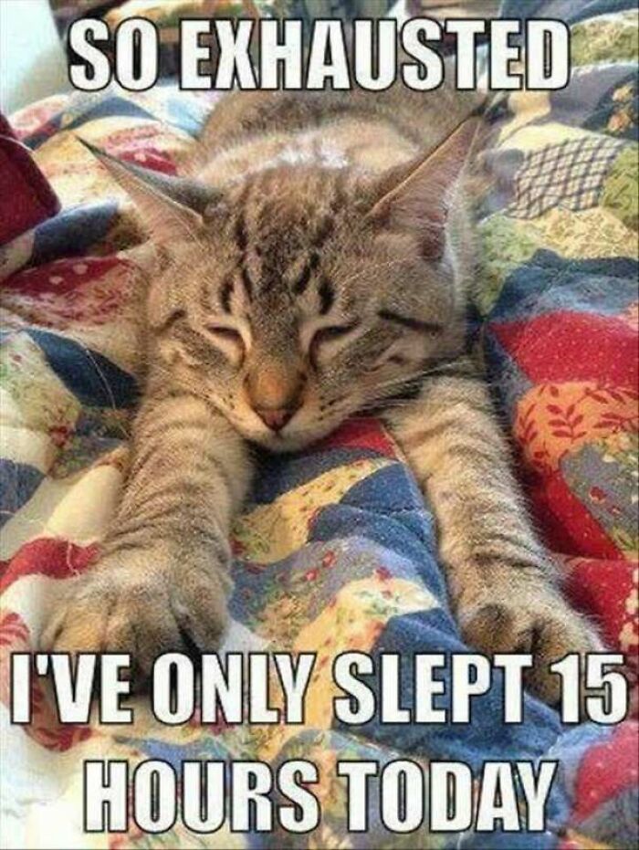 67 Old-School Memes To Remind You What The Internet Is For – Cats 67 Old-School Memes To Remind You What The Internet Is For – Cats