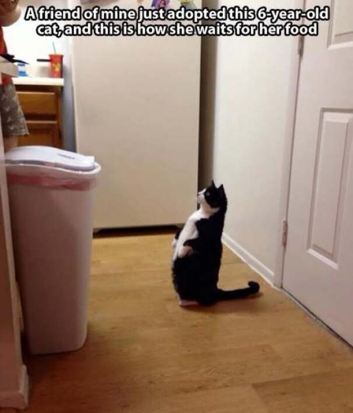 67 Old-School Memes To Remind You What The Internet Is For – Cats 67 Old-School Memes To Remind You What The Internet Is For – Cats