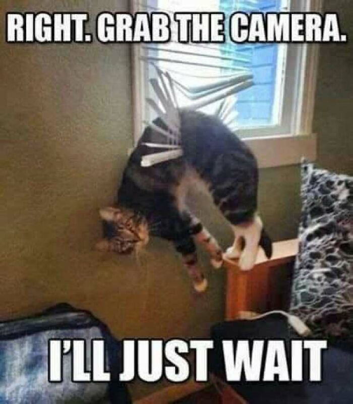 67 Old-School Memes To Remind You What The Internet Is For – Cats 67 Old-School Memes To Remind You What The Internet Is For – Cats