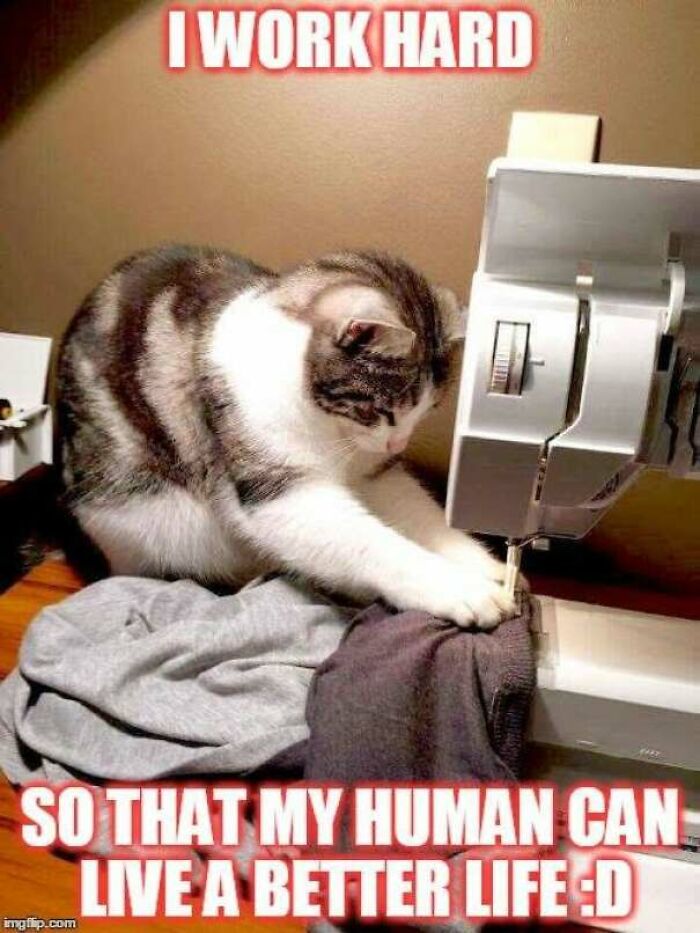 67 Old-School Memes To Remind You What The Internet Is For – Cats 67 Old-School Memes To Remind You What The Internet Is For – Cats