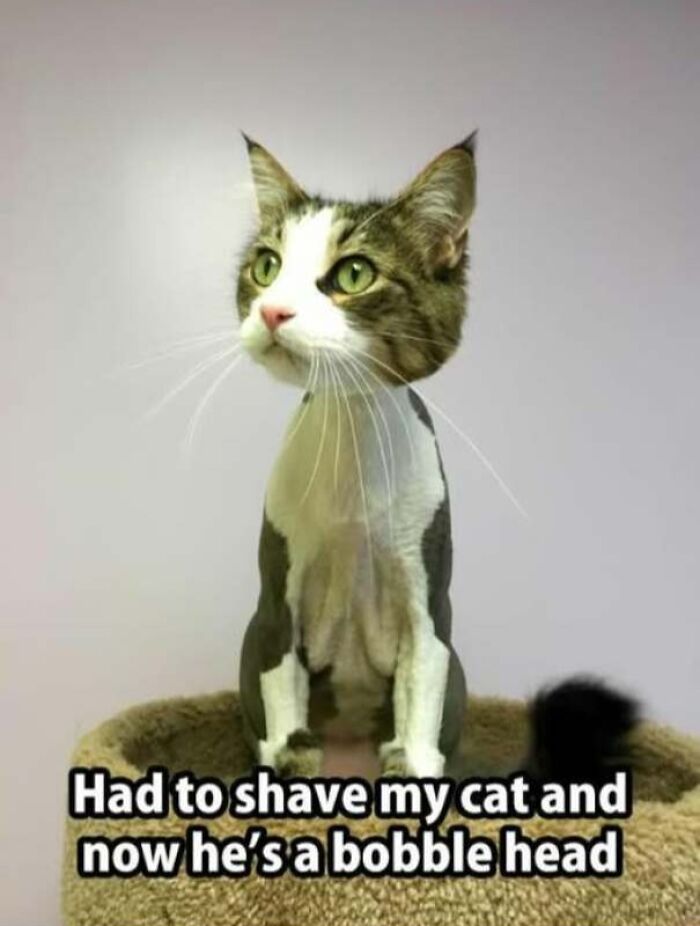 67 Old-School Memes To Remind You What The Internet Is For – Cats 67 Old-School Memes To Remind You What The Internet Is For – Cats