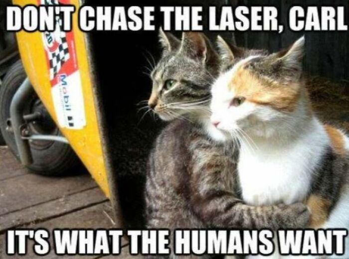 67 Old-School Memes To Remind You What The Internet Is For – Cats 67 Old-School Memes To Remind You What The Internet Is For – Cats