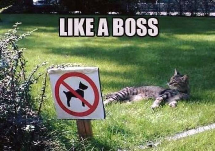 67 Old-School Memes To Remind You What The Internet Is For – Cats 67 Old-School Memes To Remind You What The Internet Is For – Cats