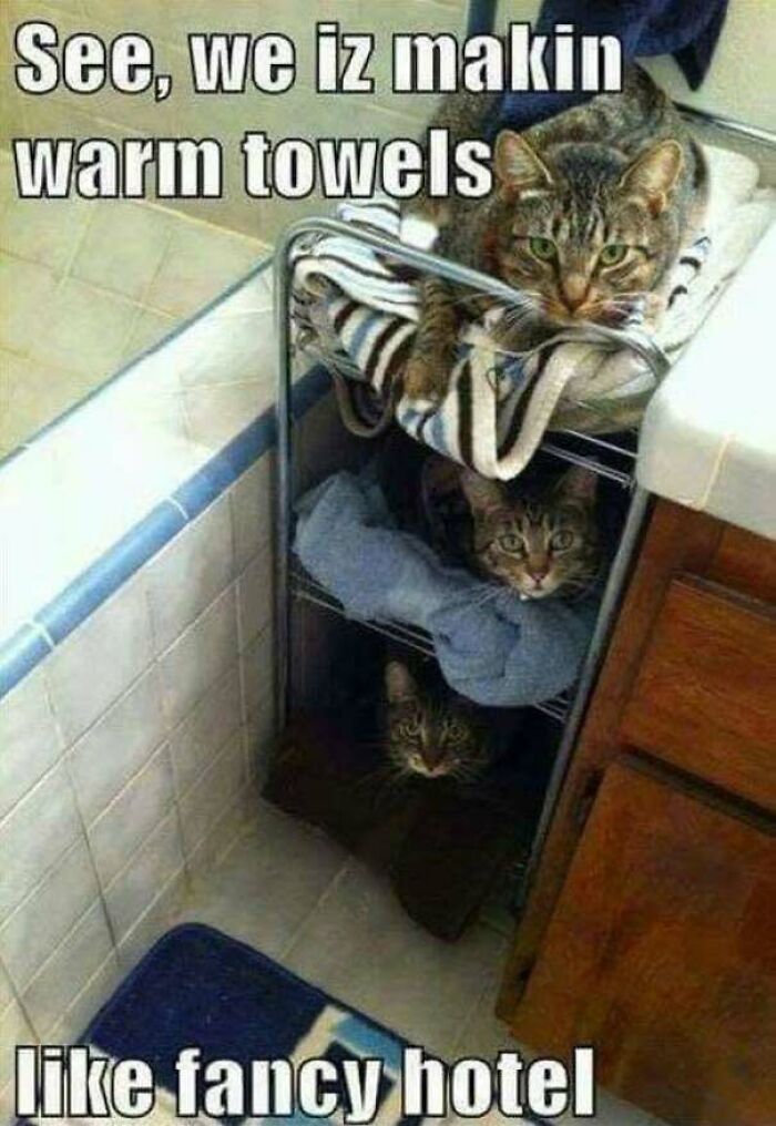 67 Old-School Memes To Remind You What The Internet Is For – Cats 67 Old-School Memes To Remind You What The Internet Is For – Cats