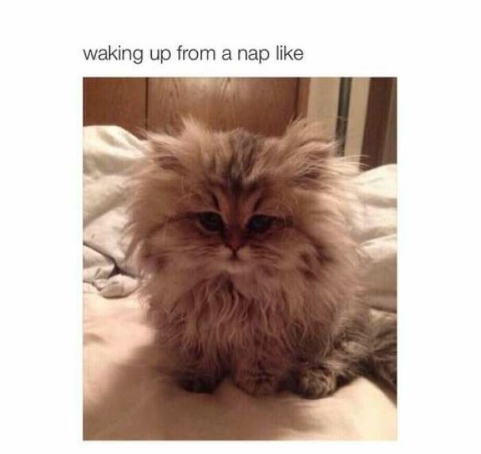 67 Old-School Memes To Remind You What The Internet Is For – Cats 67 Old-School Memes To Remind You What The Internet Is For – Cats