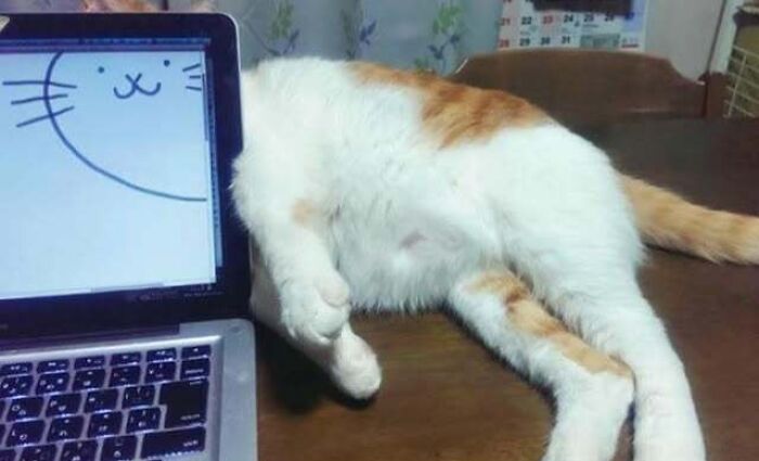 67 Old-School Memes To Remind You What The Internet Is For – Cats 67 Old-School Memes To Remind You What The Internet Is For – Cats