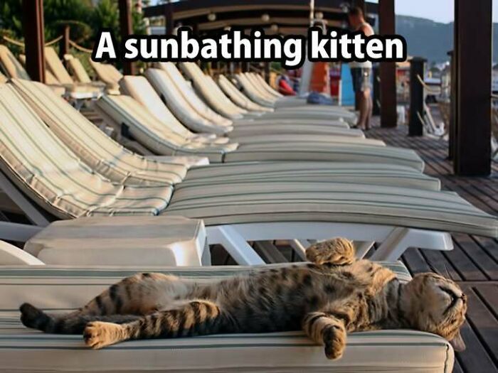 67 Old-School Memes To Remind You What The Internet Is For – Cats 67 Old-School Memes To Remind You What The Internet Is For – Cats