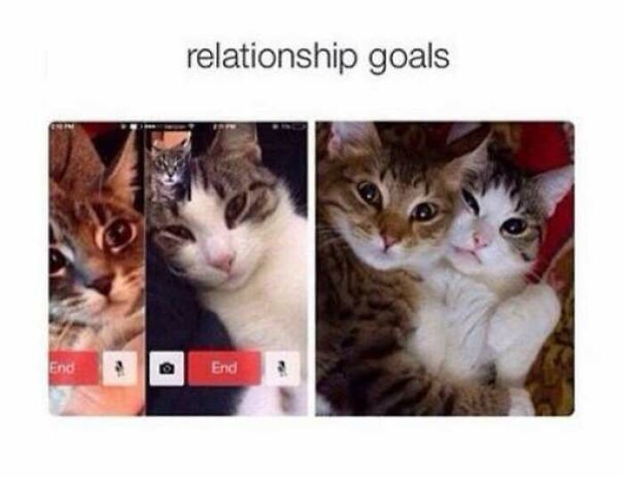 67 Old-School Memes To Remind You What The Internet Is For – Cats 67 Old-School Memes To Remind You What The Internet Is For – Cats