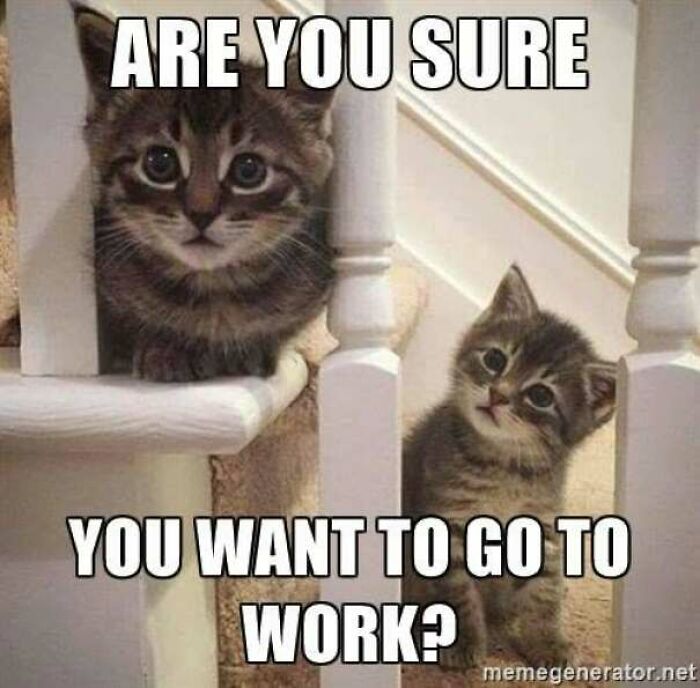 67 Old-School Memes To Remind You What The Internet Is For – Cats 67 Old-School Memes To Remind You What The Internet Is For – Cats