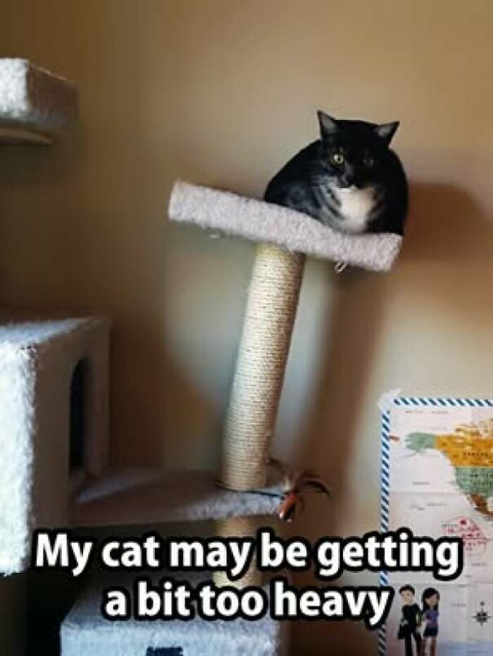 67 Old-School Memes To Remind You What The Internet Is For – Cats 67 Old-School Memes To Remind You What The Internet Is For – Cats