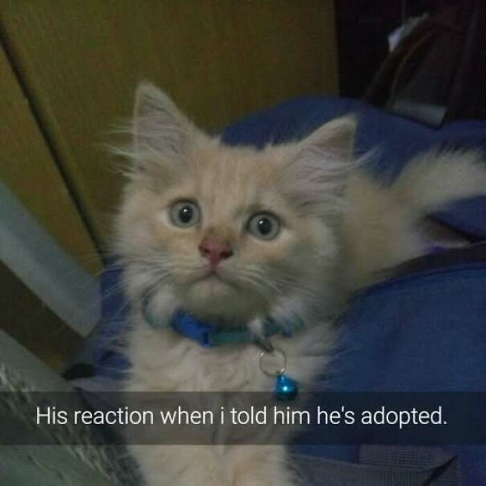 67 Old-School Memes To Remind You What The Internet Is For – Cats 67 Old-School Memes To Remind You What The Internet Is For – Cats