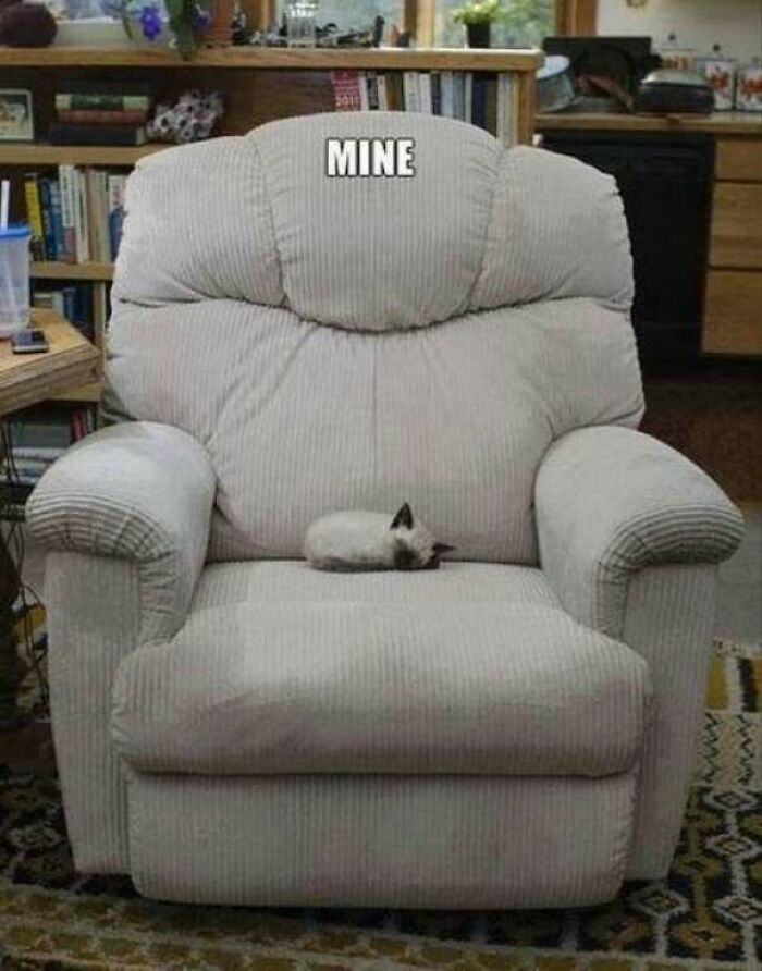 67 Old-School Memes To Remind You What The Internet Is For – Cats 67 Old-School Memes To Remind You What The Internet Is For – Cats