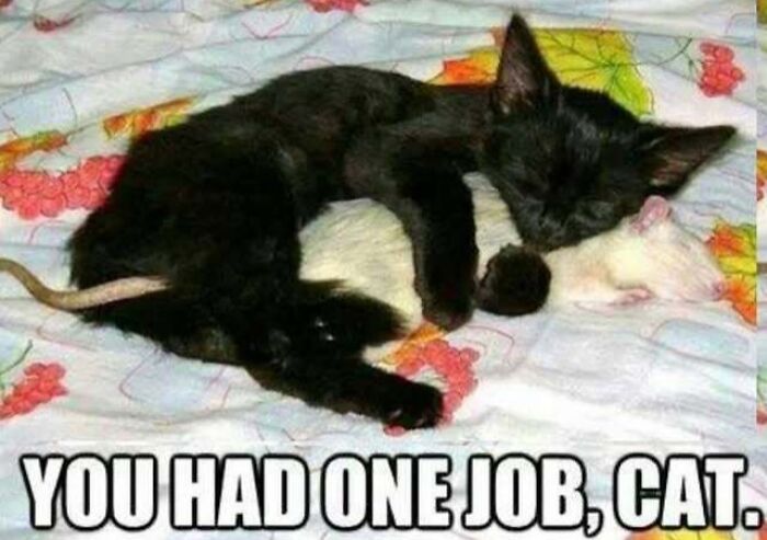 67 Old-School Memes To Remind You What The Internet Is For – Cats 67 Old-School Memes To Remind You What The Internet Is For – Cats