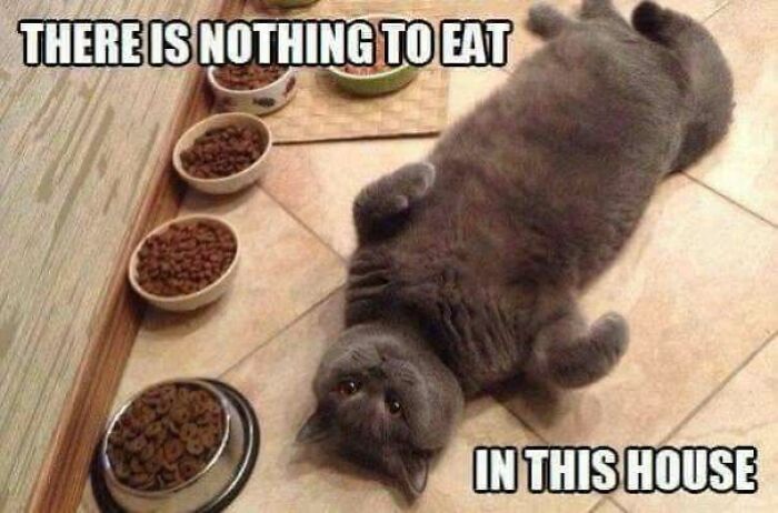 67 Old-School Memes To Remind You What The Internet Is For – Cats 67 Old-School Memes To Remind You What The Internet Is For – Cats