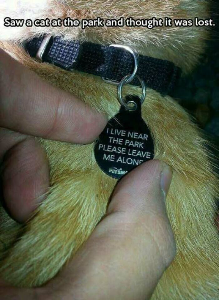 67 Old-School Memes To Remind You What The Internet Is For – Cats 67 Old-School Memes To Remind You What The Internet Is For – Cats