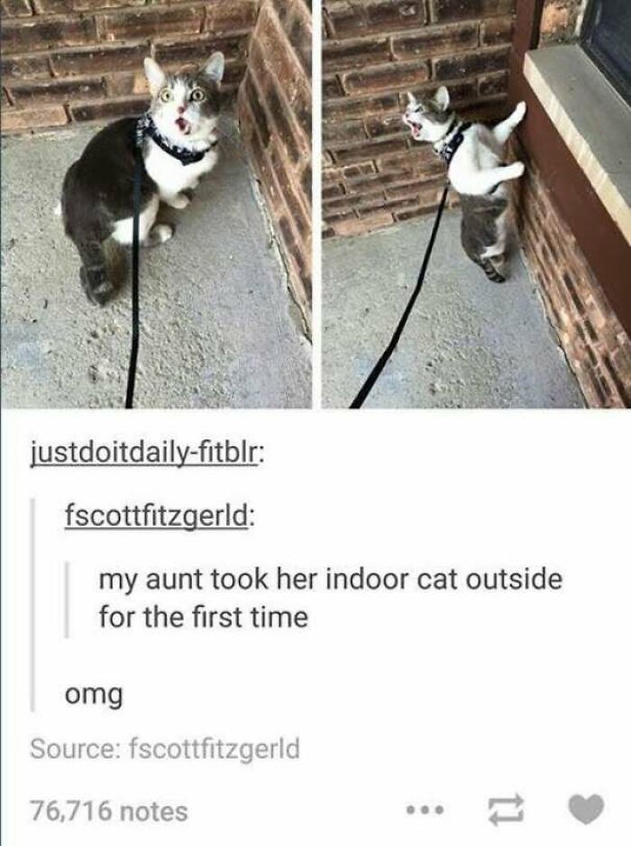 67 Old-School Memes To Remind You What The Internet Is For – Cats 67 Old-School Memes To Remind You What The Internet Is For – Cats