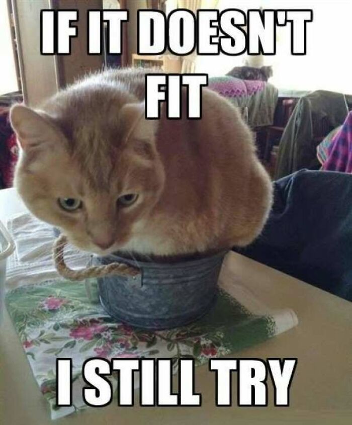 67 Old-School Memes To Remind You What The Internet Is For – Cats 67 Old-School Memes To Remind You What The Internet Is For – Cats