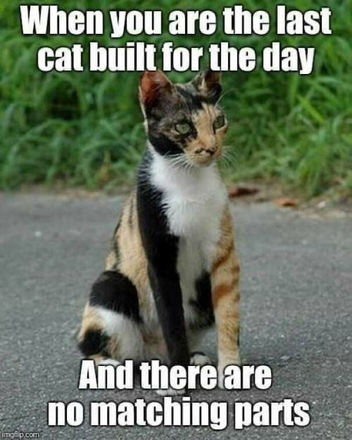 67 Old-School Memes To Remind You What The Internet Is For – Cats 67 Old-School Memes To Remind You What The Internet Is For – Cats