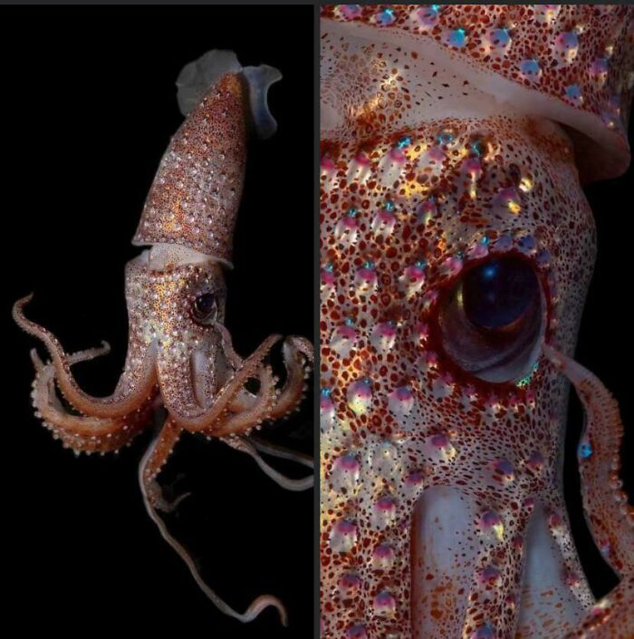 89 Creepy Deep-Water Photos That Might Stay In Your Head For A While
