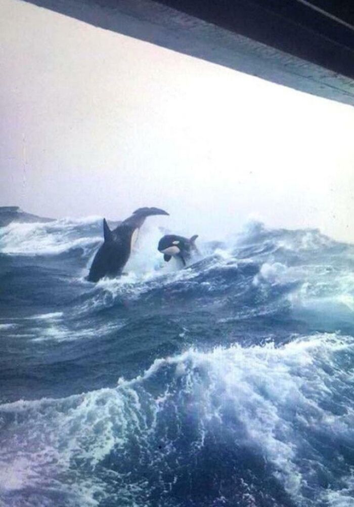 89 Creepy Deep-Water Photos That Might Stay In Your Head For A While