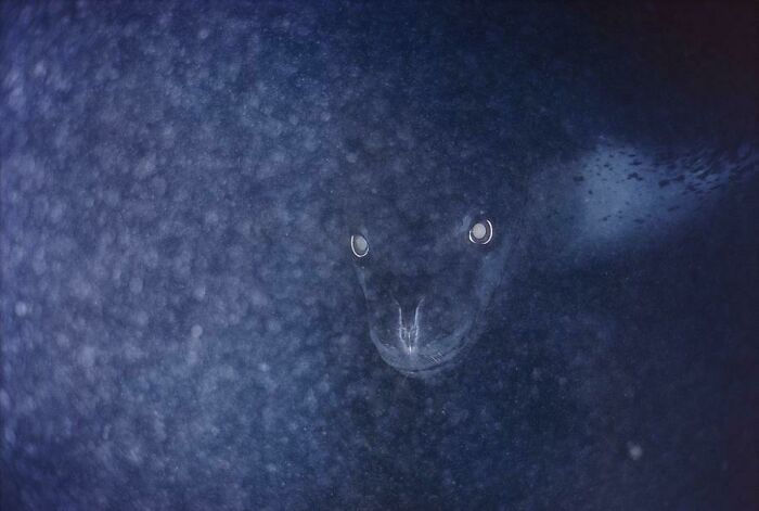 89 Creepy Deep-Water Photos That Might Stay In Your Head For A While