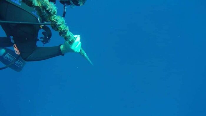 89 Creepy Deep-Water Photos That Might Stay In Your Head For A While