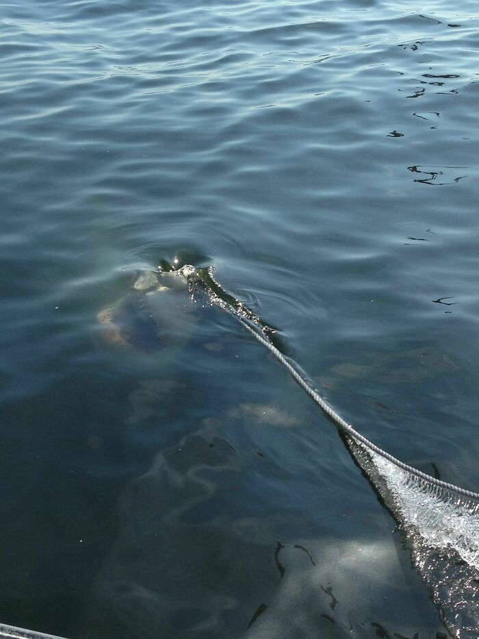 89 Creepy Deep-Water Photos That Might Stay In Your Head For A While