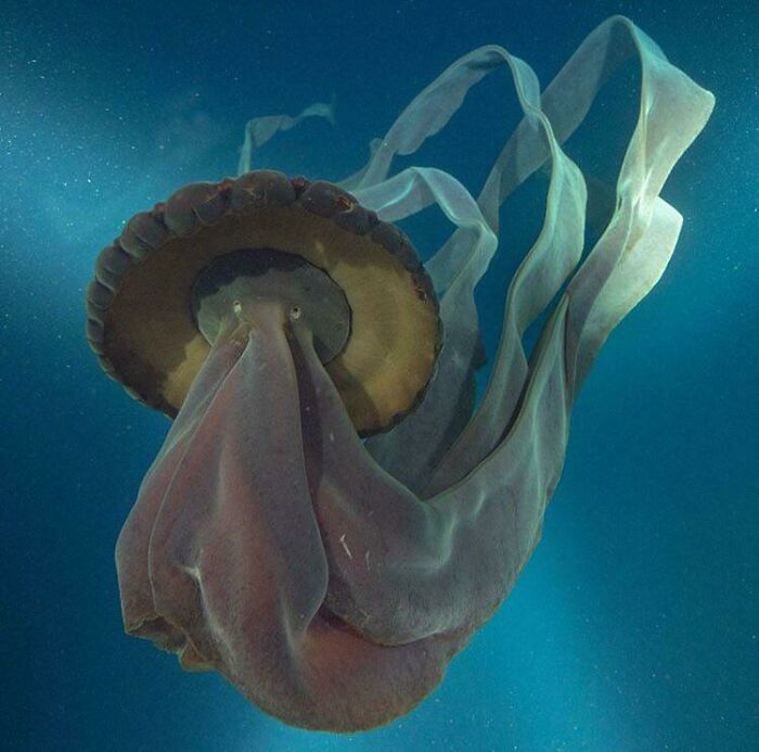 89 Creepy Deep-Water Photos That Might Stay In Your Head For A While