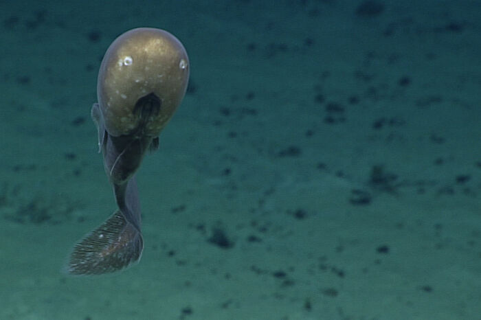 89 Creepy Deep-Water Photos That Might Stay In Your Head For A While