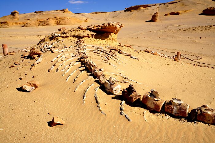 A 210-Million-Year-Old Dinosaur From Zimbabwe Reveals A Lost World Hidden In Southern Africa