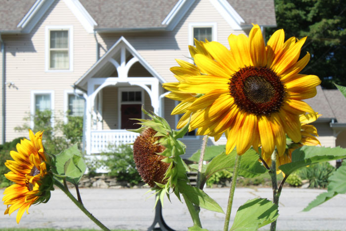 “This Is America And I Should Be Able To Plant Sunflowers”: Man Makes HOA Change Their Rules By Being Annoying “This Is America And I Should Be Able To Plant Sunflowers”: Man Makes HOA Change Their Rules By Being Annoying