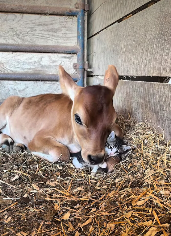 &ldquo;I Could Binge This For 5 Seasons Straight&rdquo;: Heartwarming Friendship Between A Kitten And A Calf Is Going Viral