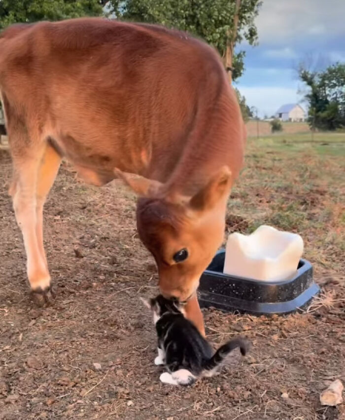 &ldquo;I Could Binge This For 5 Seasons Straight&rdquo;: Heartwarming Friendship Between A Kitten And A Calf Is Going Viral