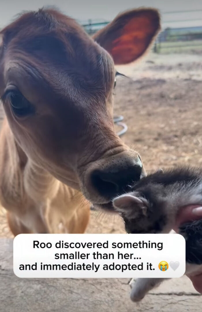 &ldquo;I Could Binge This For 5 Seasons Straight&rdquo;: Heartwarming Friendship Between A Kitten And A Calf Is Going Viral