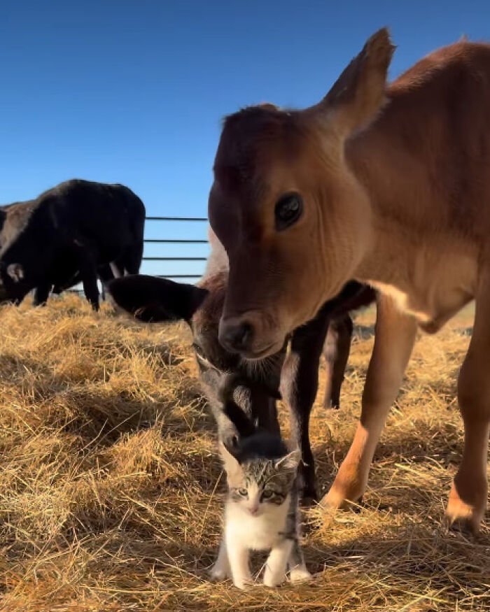 &ldquo;I Could Binge This For 5 Seasons Straight&rdquo;: Heartwarming Friendship Between A Kitten And A Calf Is Going Viral