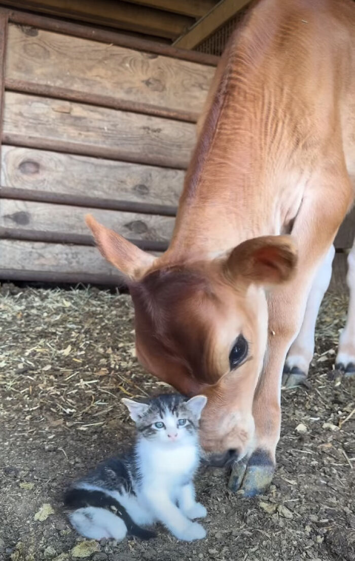 &ldquo;I Could Binge This For 5 Seasons Straight&rdquo;: Heartwarming Friendship Between A Kitten And A Calf Is Going Viral