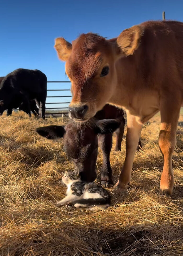 &ldquo;I Could Binge This For 5 Seasons Straight&rdquo;: Heartwarming Friendship Between A Kitten And A Calf Is Going Viral