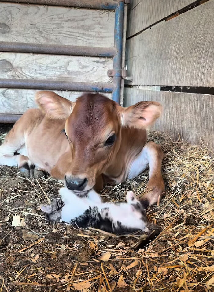 &ldquo;I Could Binge This For 5 Seasons Straight&rdquo;: Heartwarming Friendship Between A Kitten And A Calf Is Going Viral