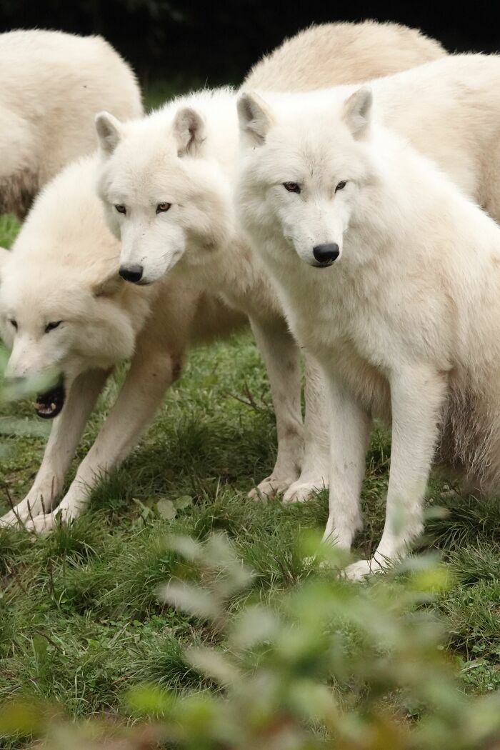 First Dire Wolves In Thousands Of Years Grow Into Healthy Adults On A 2,000-Acre Preserve